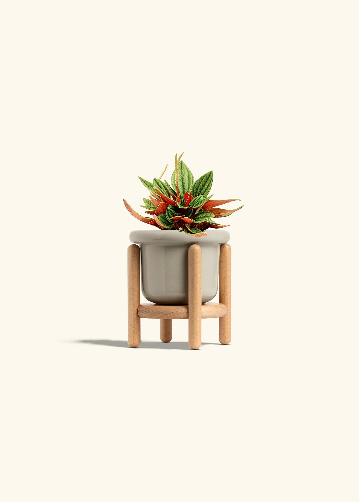 Peperomia Rosso in a 4 inches Fat Lip Oat Planter in a Beech Wood Stand