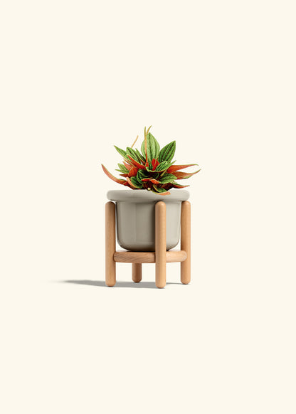 Peperomia Rosso in a 4 inches Fat Lip Oat Planter in a Beech Wood Stand