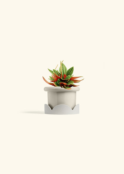 Peperomia Rosso in a 4 inches Fat Lip Oat Planter in a Oat Petal Drip Tray