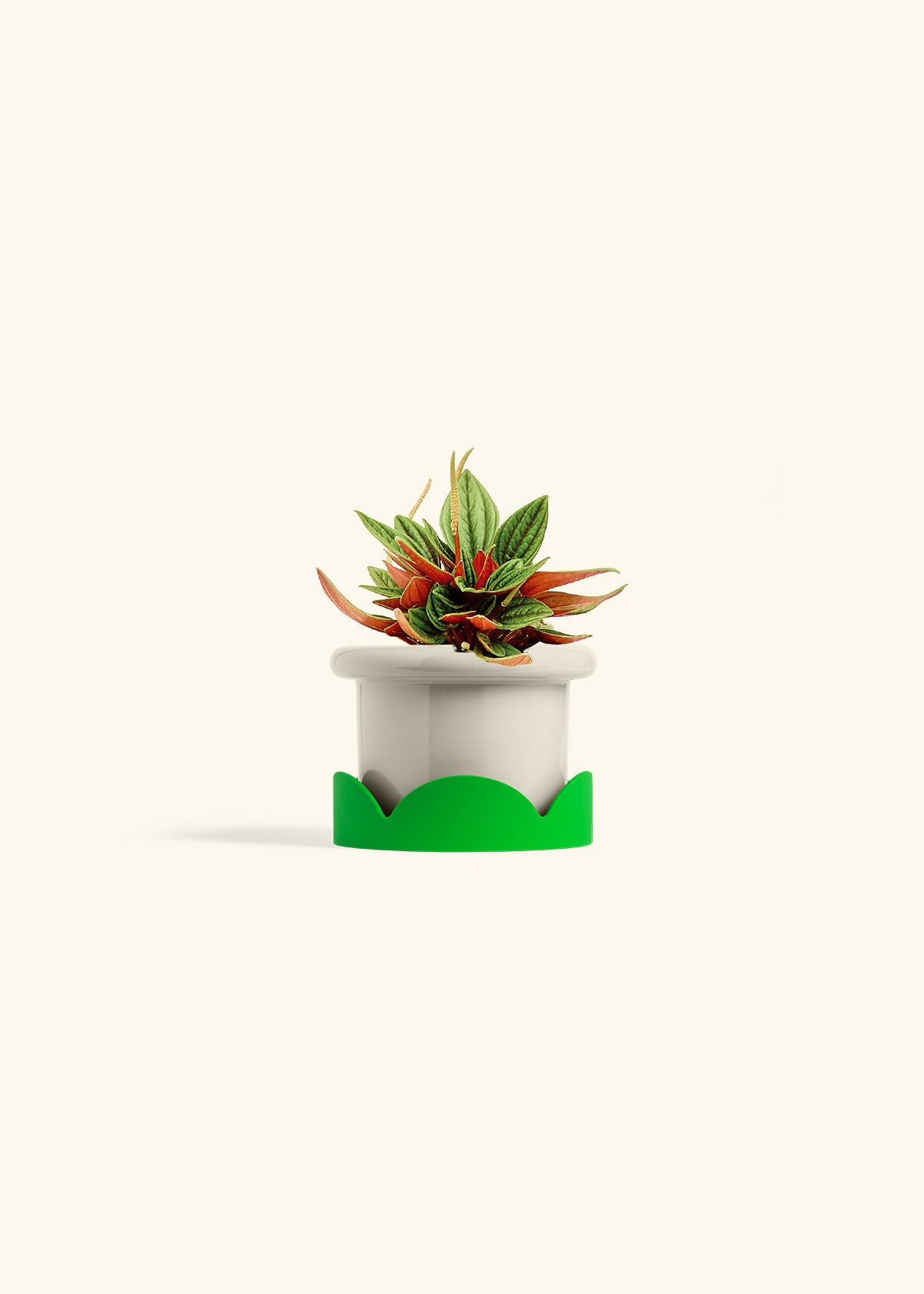 Peperomia Rosso in a 4 inches Fat Lip Oat Planter in a Shamrock Petal Drip Tray