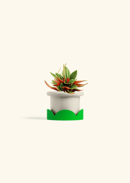 Peperomia Rosso in a 4 inches Fat Lip Oat Planter in a Shamrock Petal Drip Tray