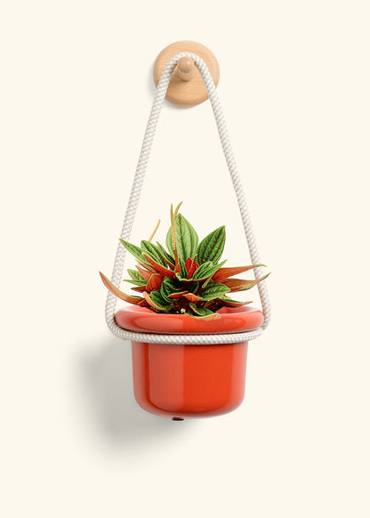 Peperomia 'Rosso', Small