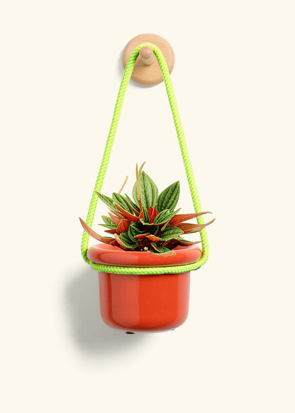 Peperomia 'Rosso', Small