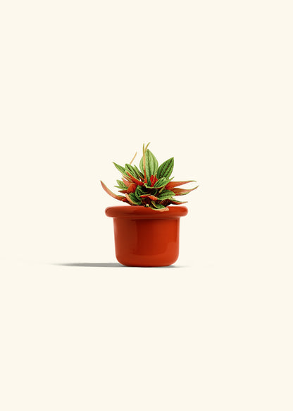 Peperomia Rosso in a 4 inches Fat Lip Red Planter 