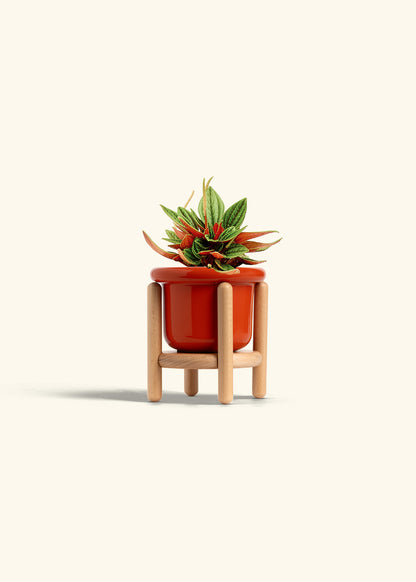 Peperomia Rosso in a 4 inches Fat Lip Red Planter in a Beech Wood Stand