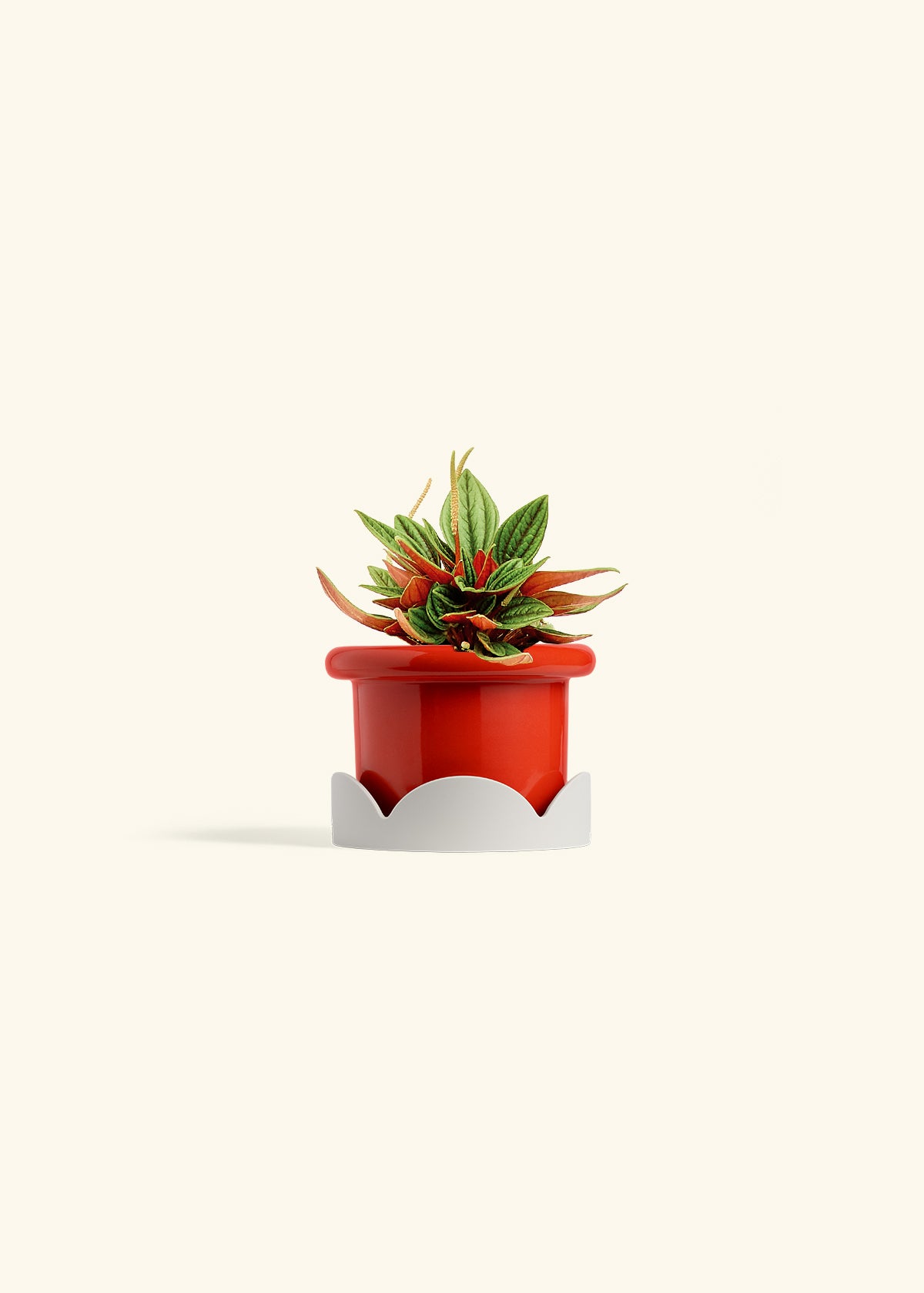 Peperomia Rosso in a 4 inches Fat Lip Red Planter in a Oat Petal Drip Tray