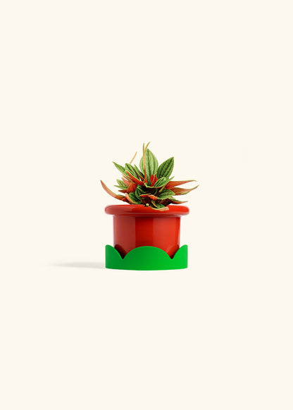 Peperomia Rosso in a 4 inches Fat Lip Red Planter in a Shamrock Petal Drip Tray
