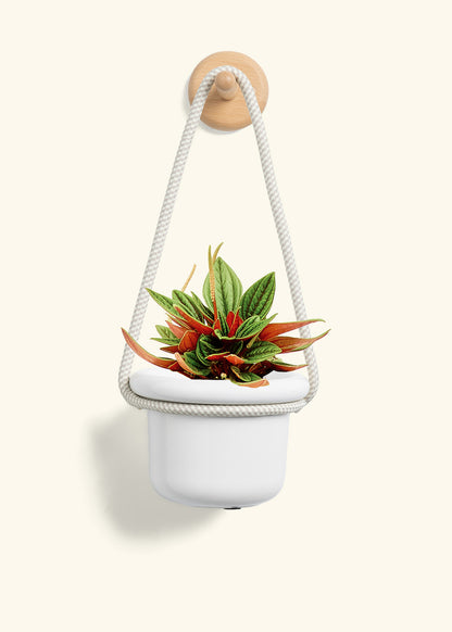 Peperomia 'Rosso', Small
