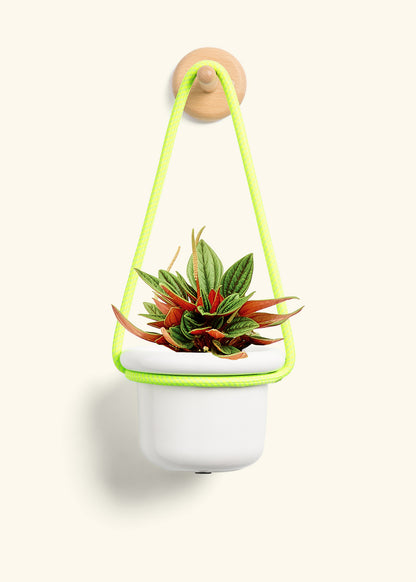 Peperomia 'Rosso', Small