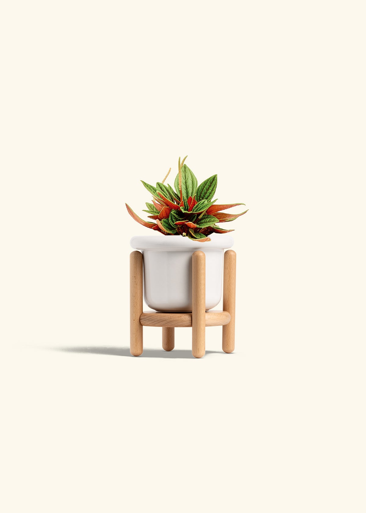Peperomia Rosso in a 4 inches Fat Lip White Planter in a Beech Wood Stand