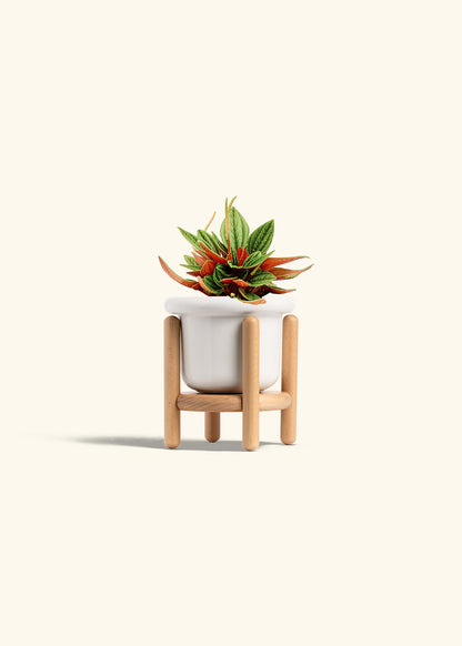 Peperomia Rosso in a 4 inches Fat Lip White Planter in a Beech Wood Stand