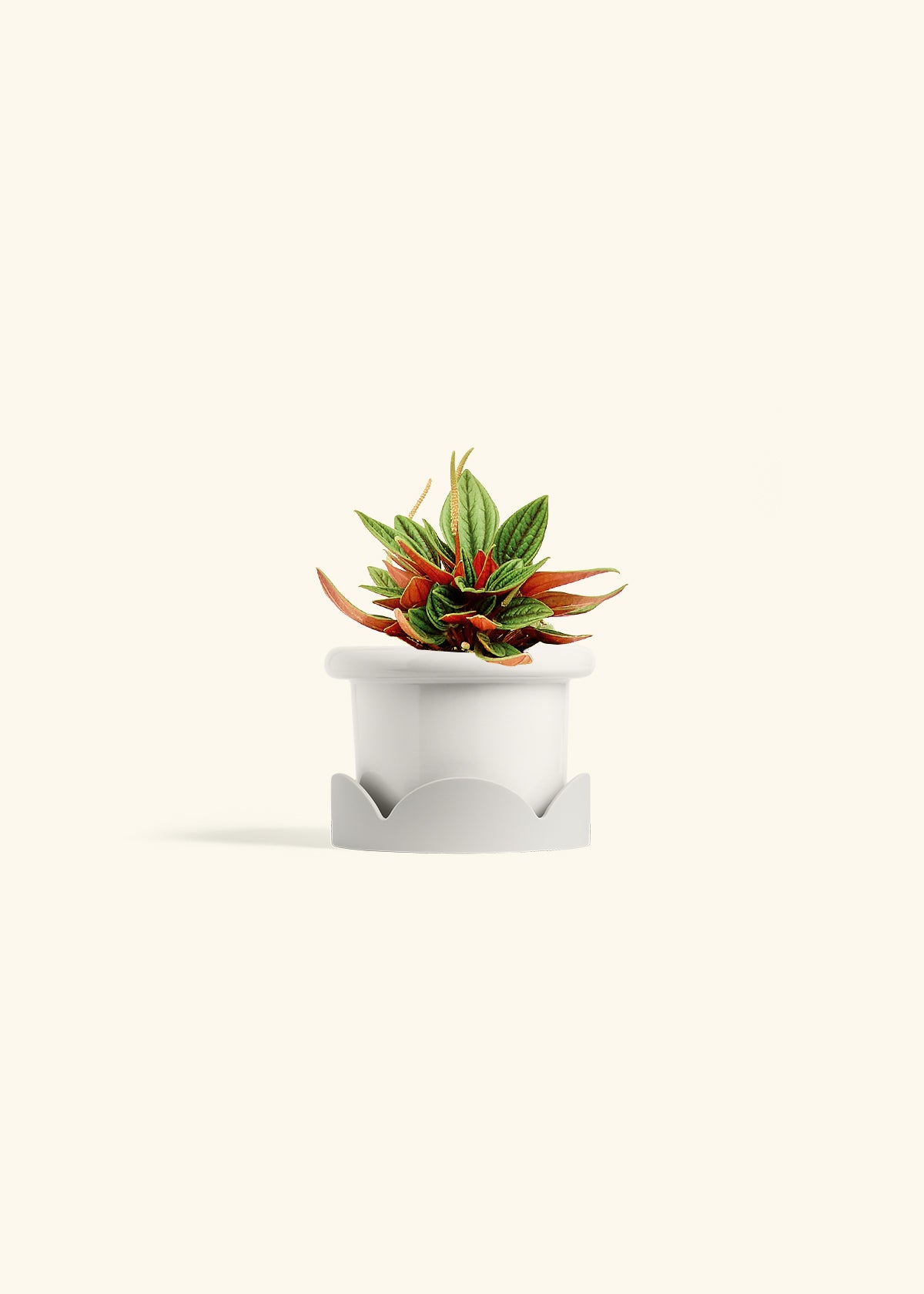 Peperomia Rosso in a 4 inches Fat Lip White Planter in a Oat Petal Drip Tray