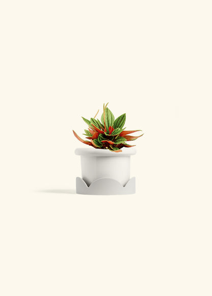Peperomia Rosso in a 4 inches Fat Lip White Planter in a Oat Petal Drip Tray