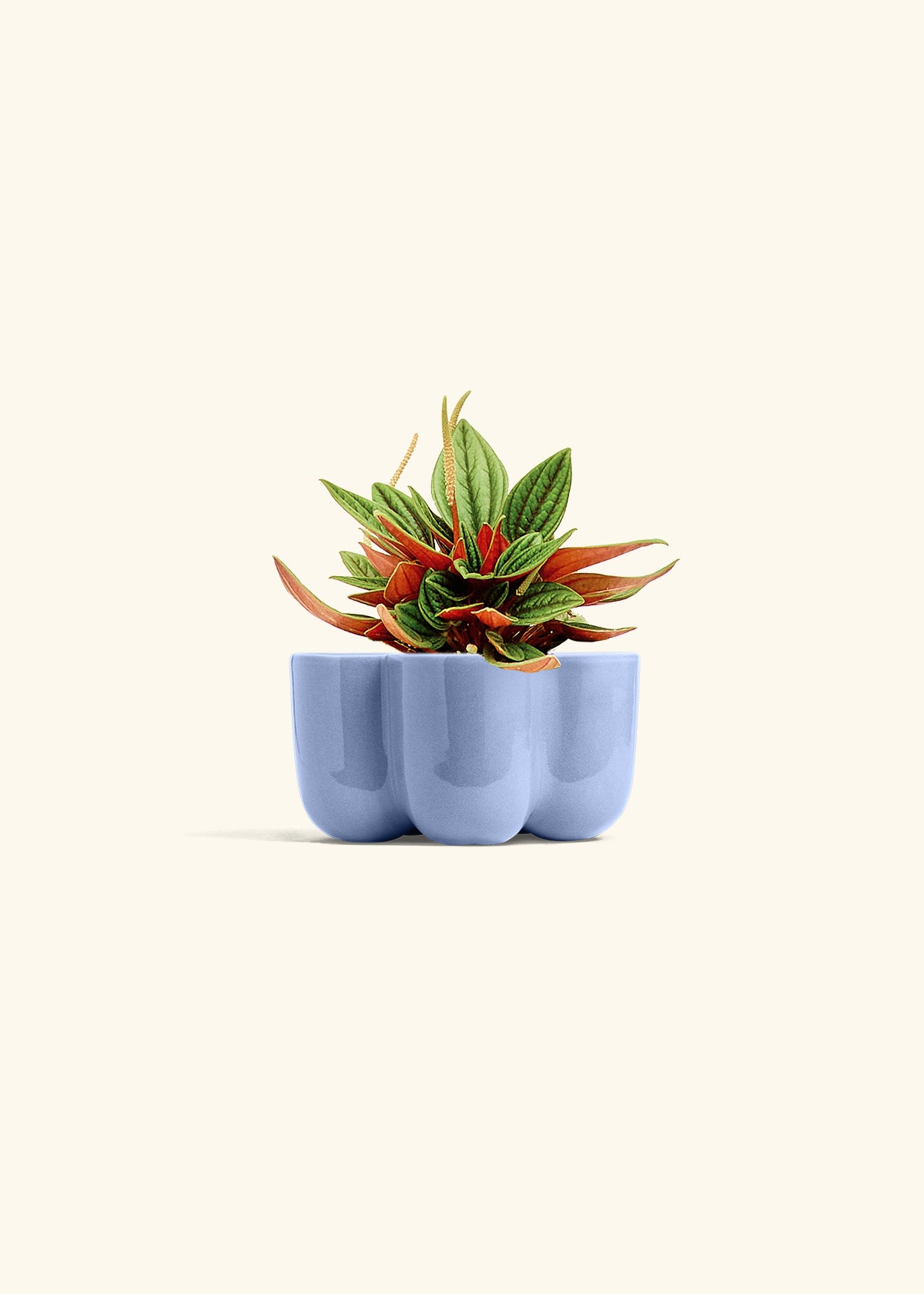 Peperomia Rosso in a 4 inches in a Blue Petal Planter