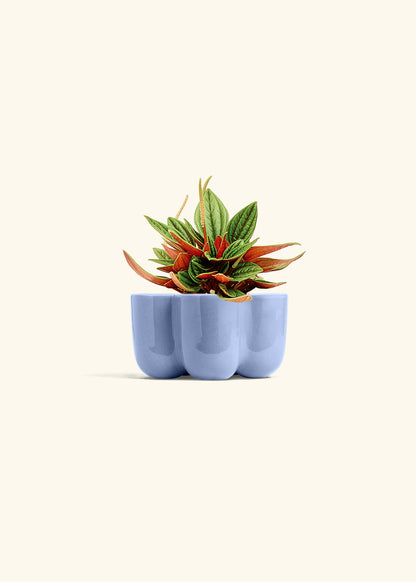 Peperomia Rosso in a 4 inches in a Blue Petal Planter