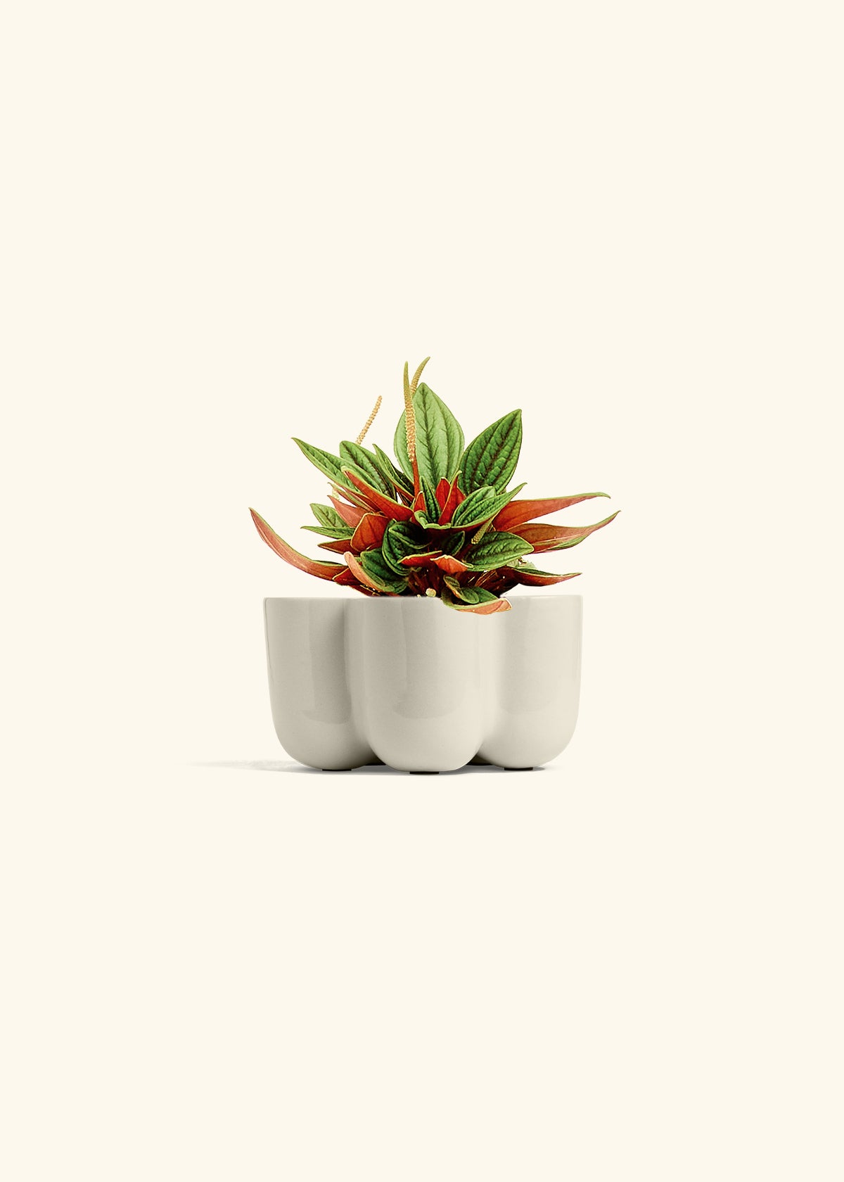 Peperomia Rosso in a 4 inches in a Oat Petal Planter