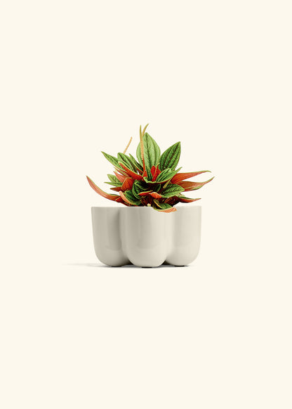 Peperomia Rosso in a 4 inches in a Oat Petal Planter