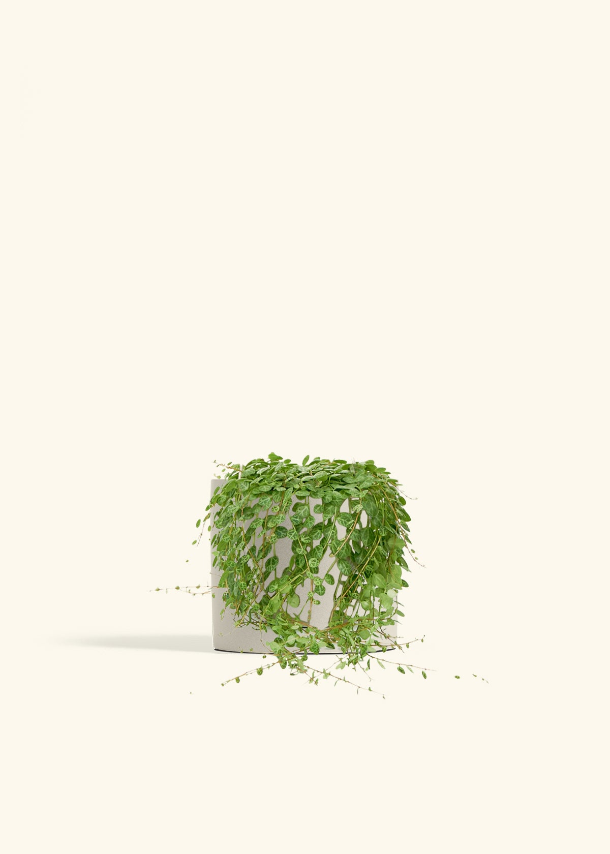 String of Turtles in a 5 inches Oat Classic Cylinder Planter 