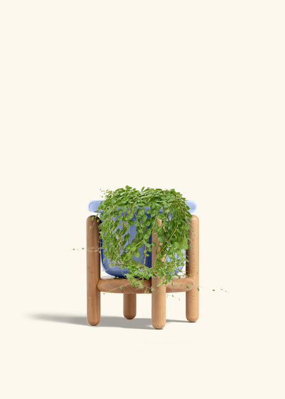 String of Turtles in a 5 inches Fat Lip Blue Planter in a Beech Wood Stand