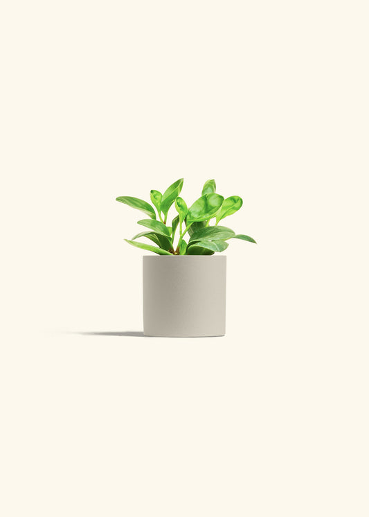 Baby Rubber Plant in a 4 inches Oat Classic Cylinder Planter 