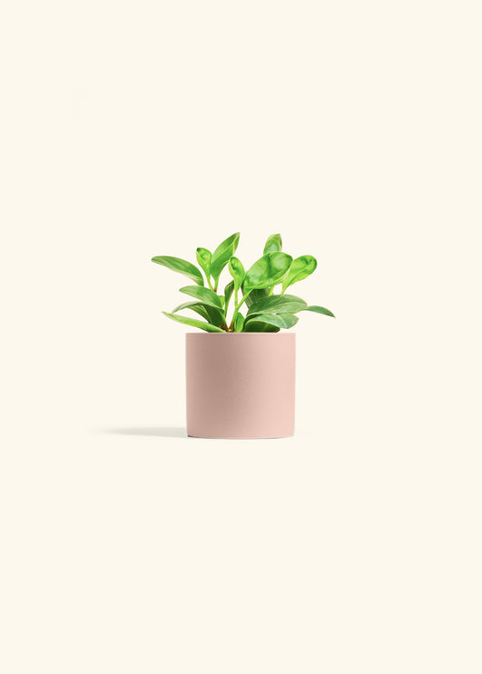 Baby Rubber Plant in a 4 inches Pink Classic Cylinder Planter 