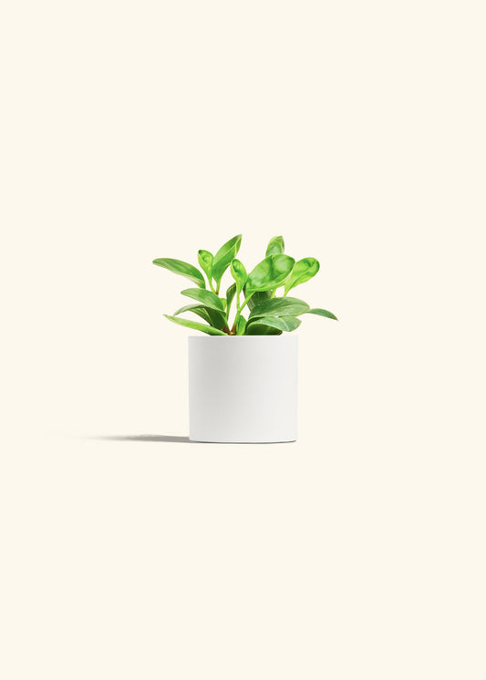 Baby Rubber Plant in a 4 inches White Classic Cylinder Planter 