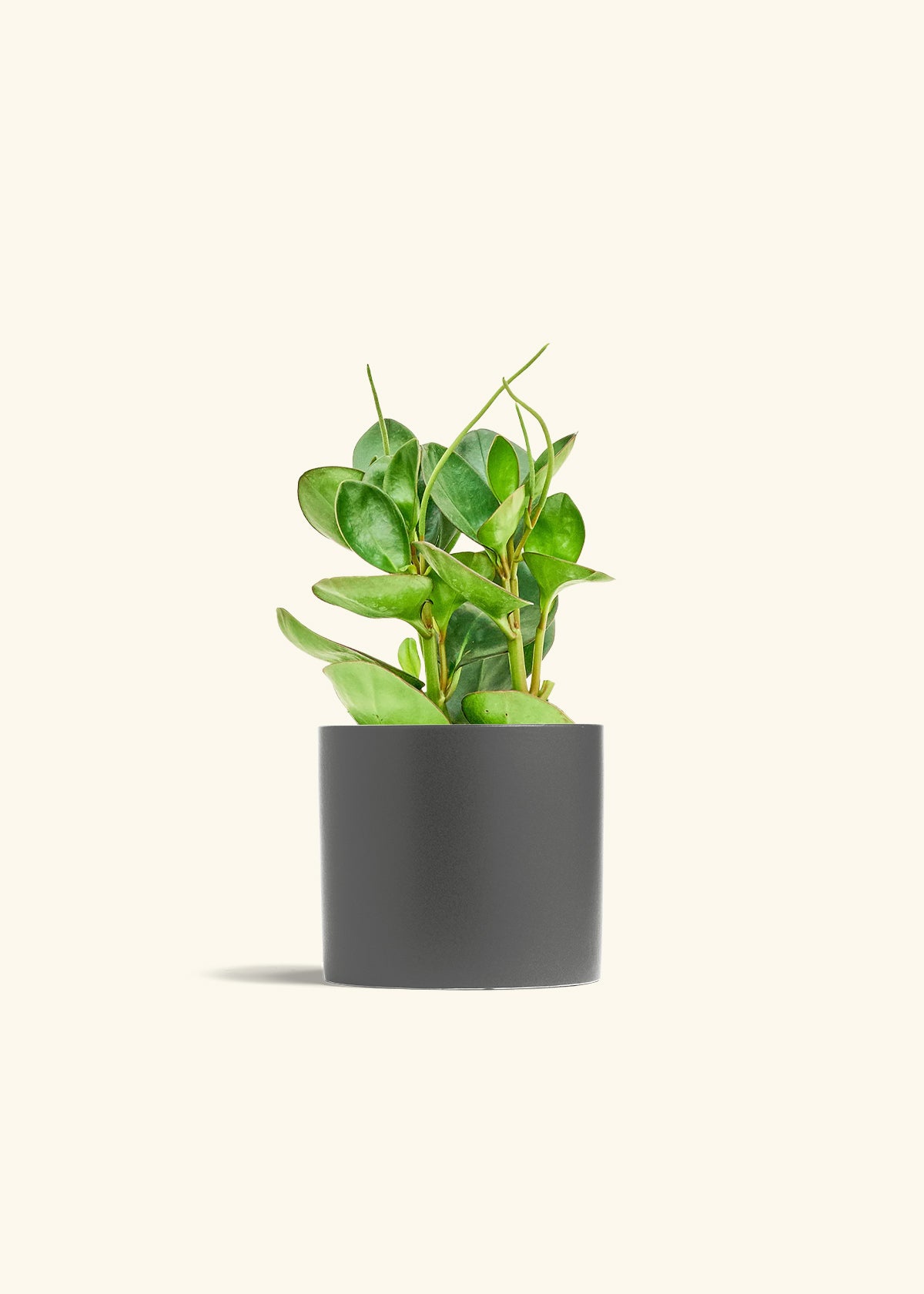 Baby Rubber Plant in a 6 inches Charcoal Classic Cylinder Planter 