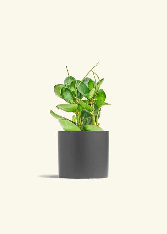 Baby Rubber Plant in a 6 inches Charcoal Classic Cylinder Planter 