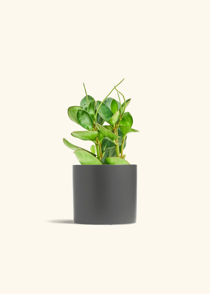Baby Rubber Plant in a 6 inches Charcoal Classic Cylinder Planter 