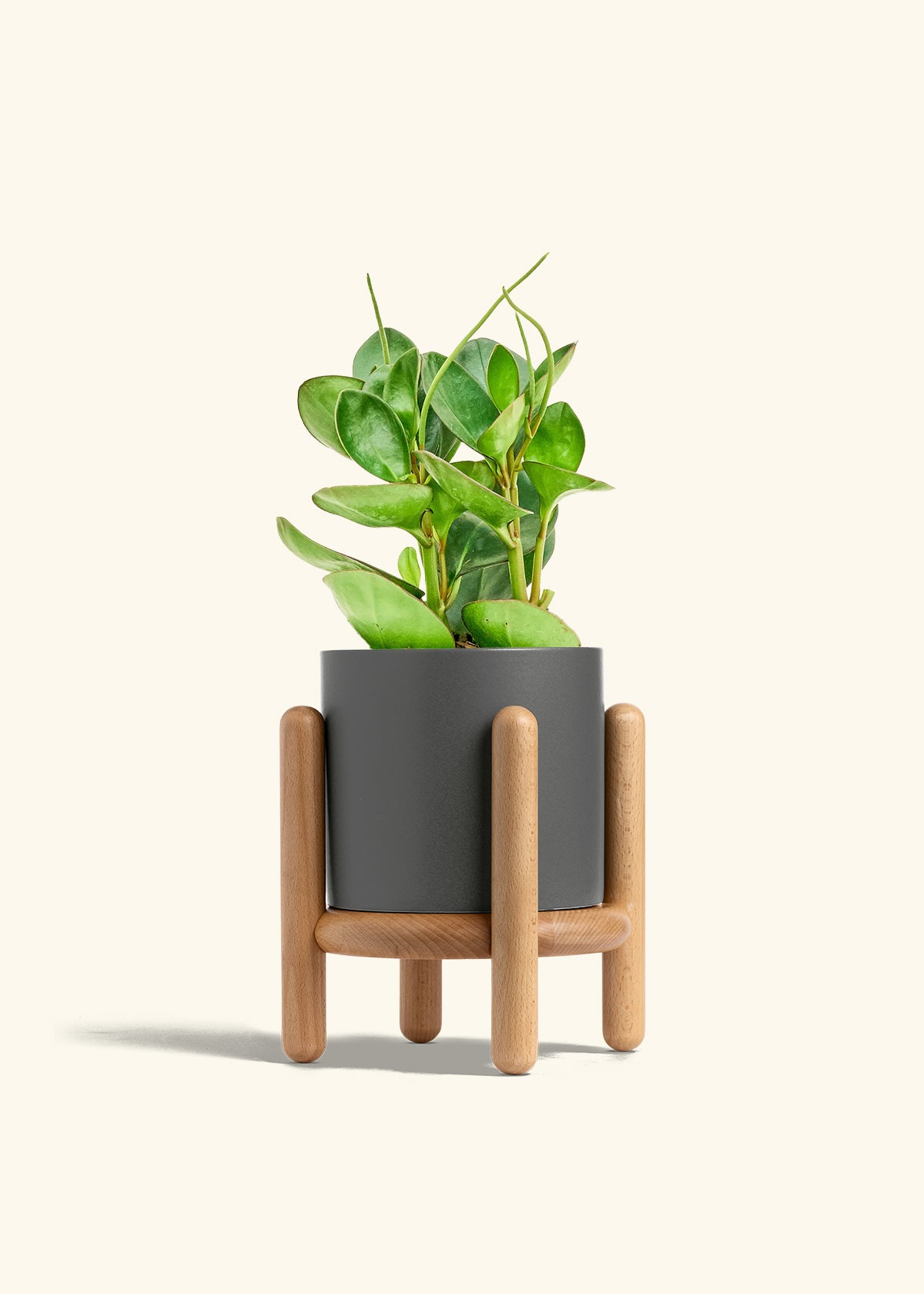 Baby Rubber Plant in a 6 inches Charcoal Classic Cylinder Planter in a Beech Wood Stand