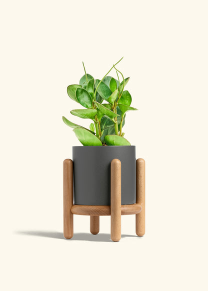 Baby Rubber Plant in a 6 inches Charcoal Classic Cylinder Planter in a Beech Wood Stand