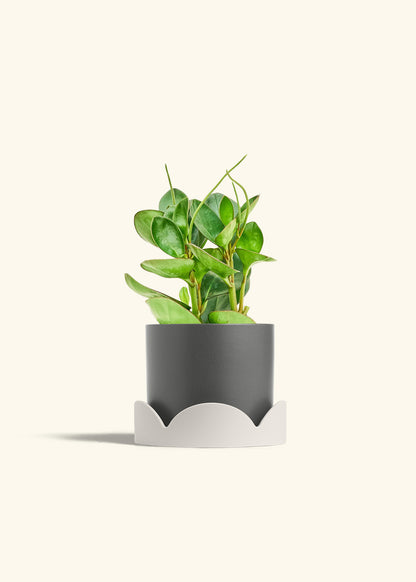 Baby Rubber Plant in a 6 inches Charcoal Classic Cylinder Planter in a Oat Petal Drip Tray