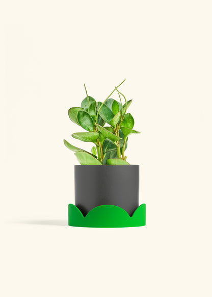 Baby Rubber Plant in a 6 inches Charcoal Classic Cylinder Planter in a Shamrock Petal Drip Tray