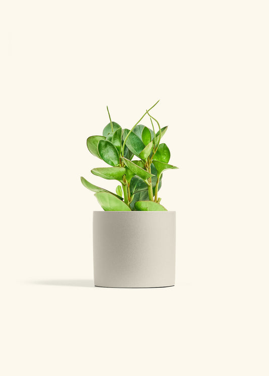 Baby Rubber Plant in a 6 inches Oat Classic Cylinder Planter 