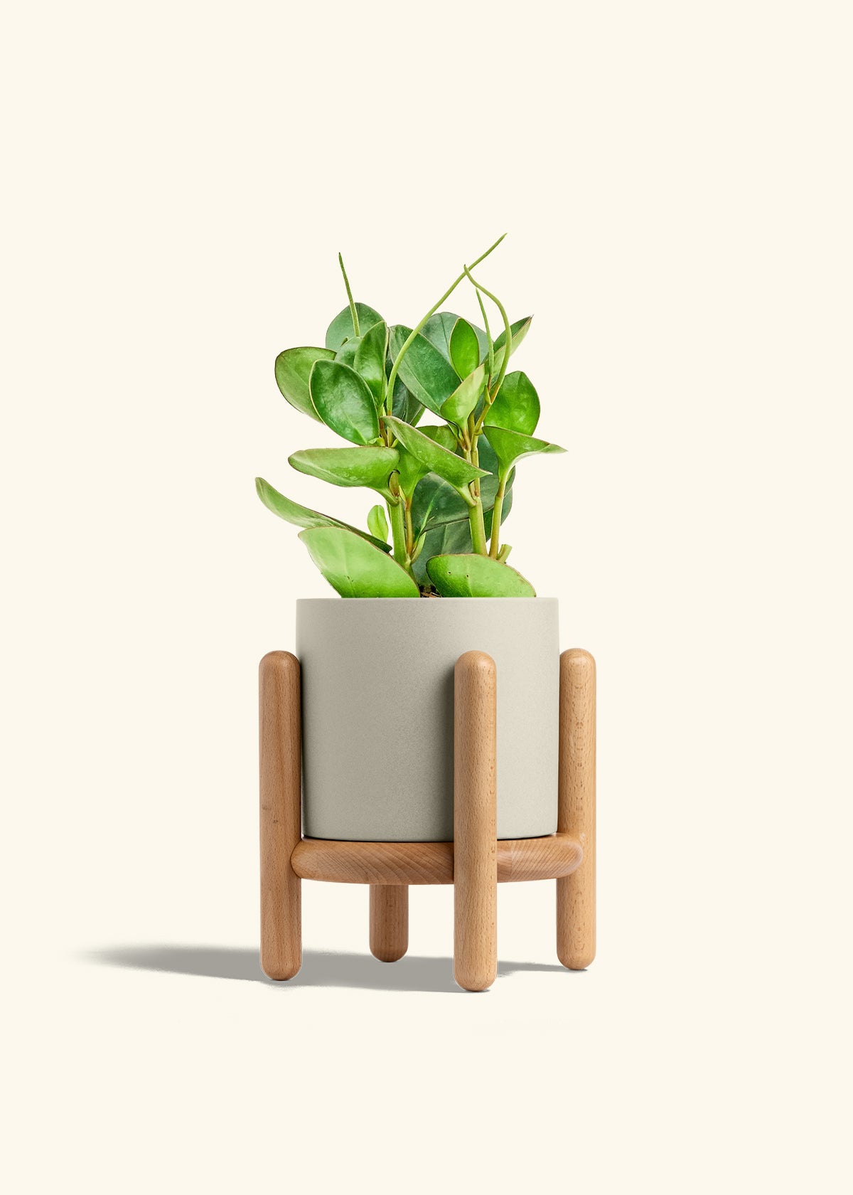 Baby Rubber Plant in a 6 inches Oat Classic Cylinder Planter in a Beech Wood Stand