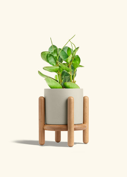 Baby Rubber Plant in a 6 inches Oat Classic Cylinder Planter in a Beech Wood Stand