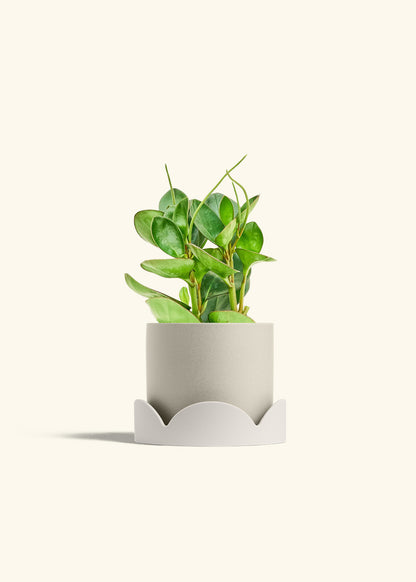 Baby Rubber Plant in a 6 inches Oat Classic Cylinder Planter in a Oat Petal Drip Tray