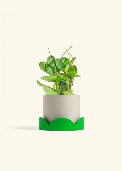Baby Rubber Plant in a 6 inches Oat Classic Cylinder Planter in a Shamrock Petal Drip Tray