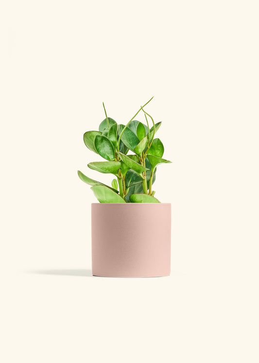 Baby Rubber Plant in a 6 inches Pink Classic Cylinder Planter 