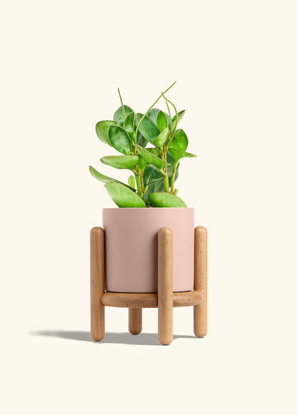 Baby Rubber Plant in a 6 inches Pink Classic Cylinder Planter in a Beech Wood Stand