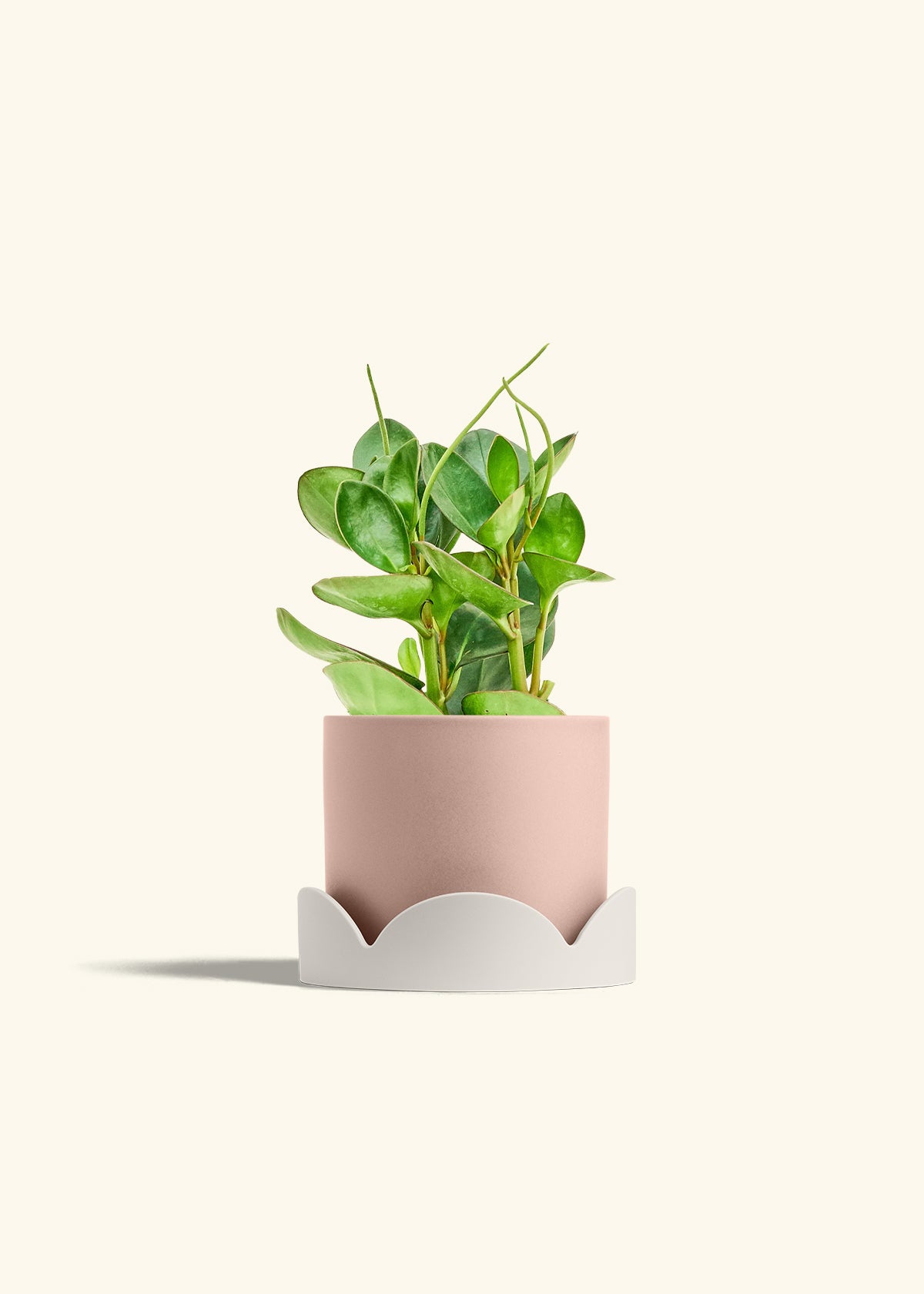 Baby Rubber Plant in a 6 inches Pink Classic Cylinder Planter in a Oat Petal Drip Tray