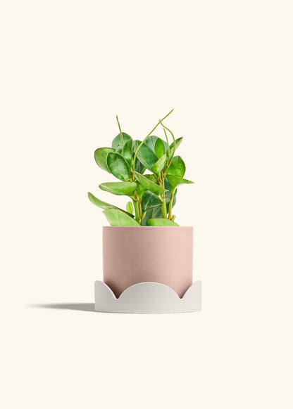 Baby Rubber Plant in a 6 inches Pink Classic Cylinder Planter in a Oat Petal Drip Tray