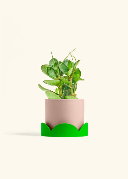 Baby Rubber Plant in a 6 inches Pink Classic Cylinder Planter in a Shamrock Petal Drip Tray