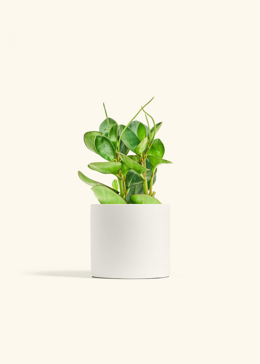 Baby Rubber Plant in a 6 inches White Classic Cylinder Planter 