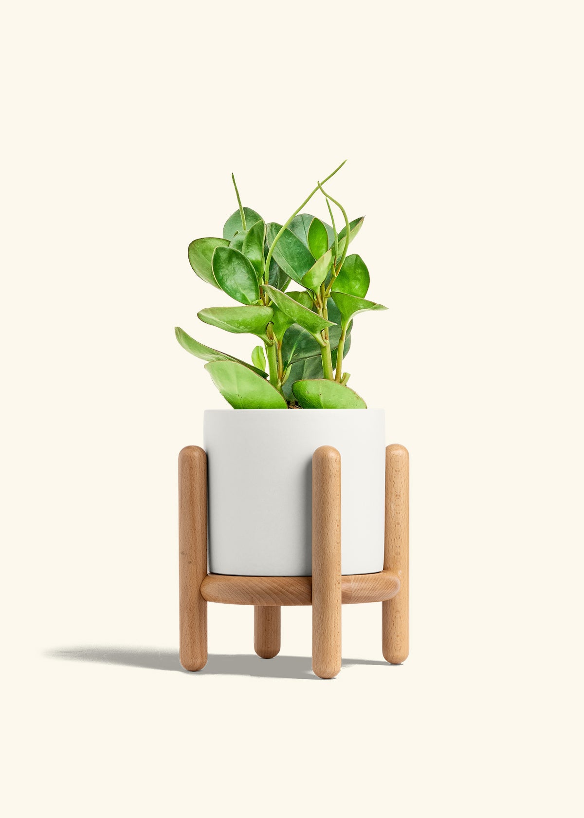 Baby Rubber Plant in a 6 inches White Classic Cylinder Planter in a Beech Wood Stand