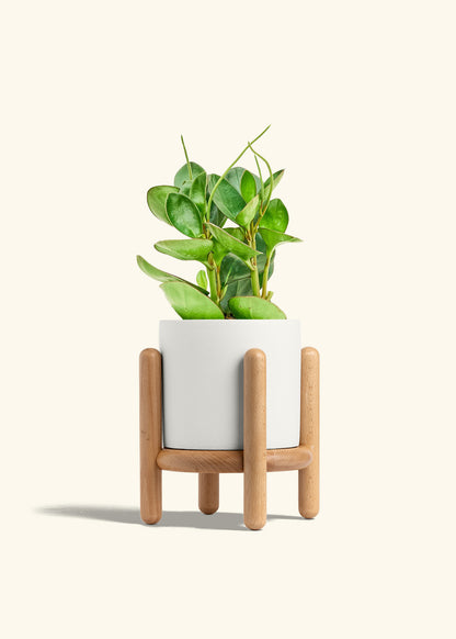 Baby Rubber Plant in a 6 inches White Classic Cylinder Planter in a Beech Wood Stand