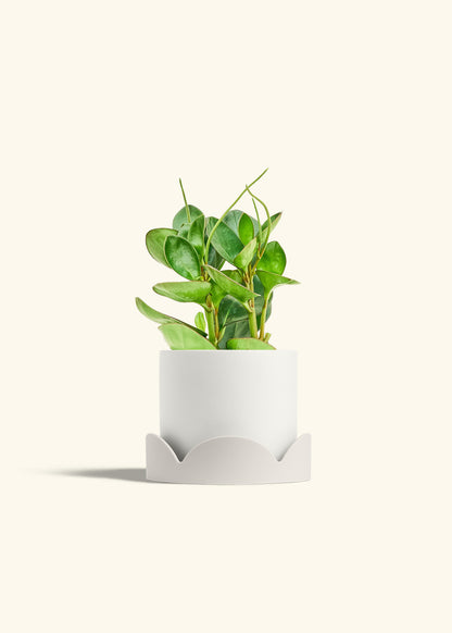 Baby Rubber Plant in a 6 inches White Classic Cylinder Planter in a Oat Petal Drip Tray