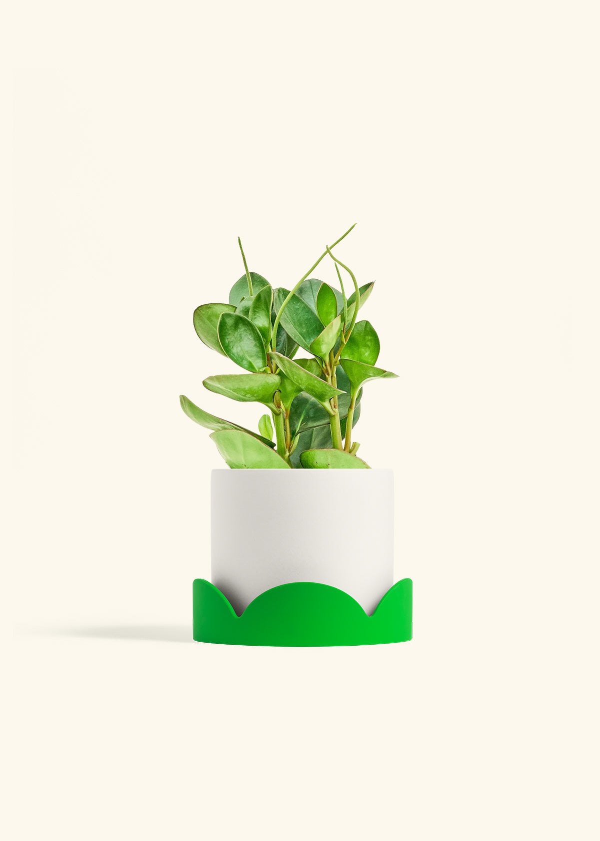 Baby Rubber Plant in a 6 inches White Classic Cylinder Planter in a Shamrock Petal Drip Tray