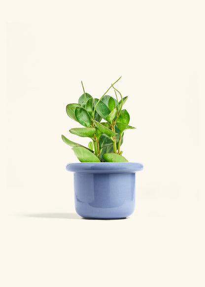 Baby Rubber Plant in a 6 inches Fat Lip Blue Planter 