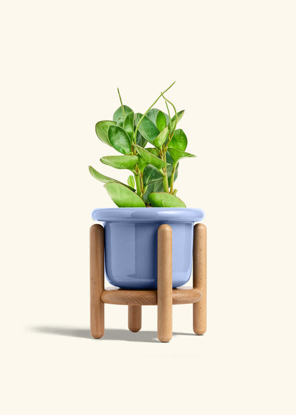 Baby Rubber Plant in a 6 inches Fat Lip Blue Planter in a Beech Wood Stand